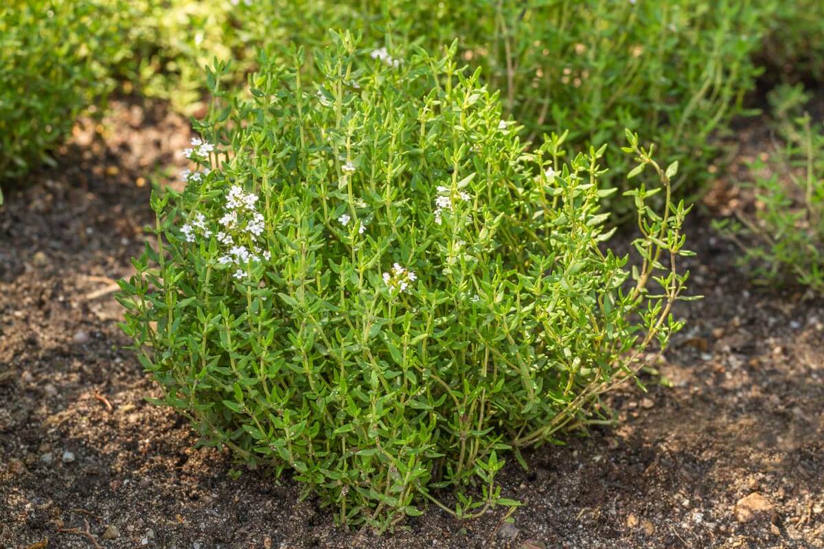 Growing Thyme (Plant, Harvest, Preserve) — Homesteading Family